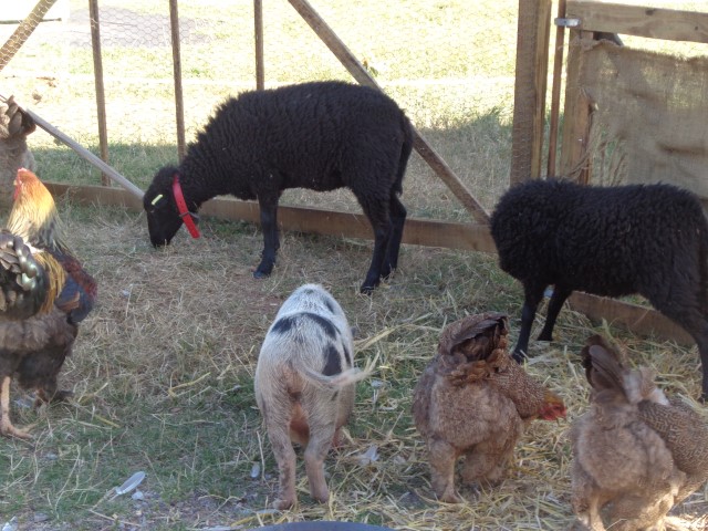 4 Broderie filage animaux (25) (Small)