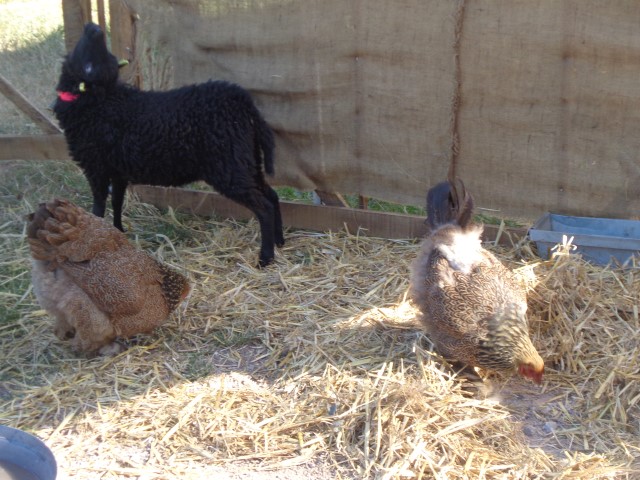 4 Broderie filage animaux (26) (Small)