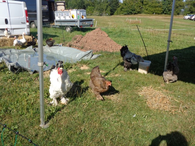 4 Broderie filage animaux (27) (Small)