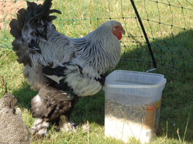 4 Broderie filage animaux (28) (Small)