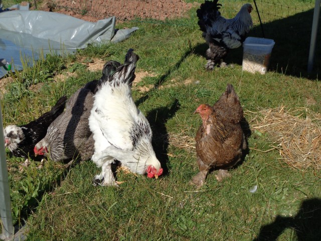 4 Broderie filage animaux (29) (Small)