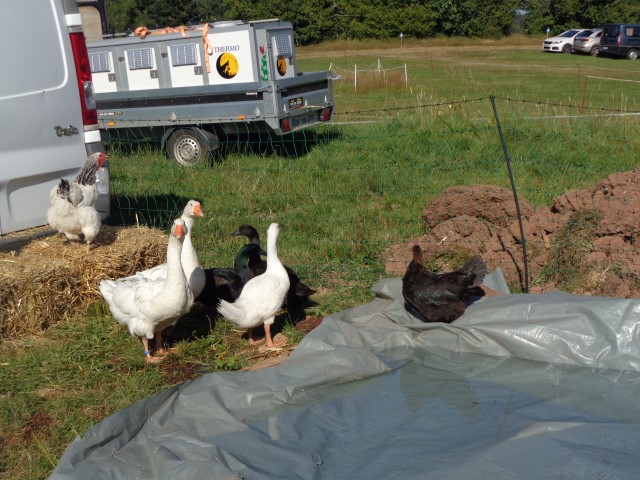 4 Broderie filage animaux (30) (Small)