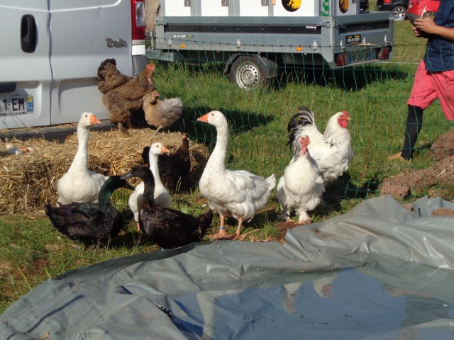 4 Broderie filage animaux (67) (Small)