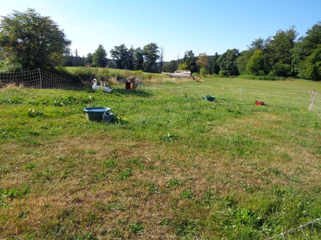 4 Broderie filage animaux (69) (Small)