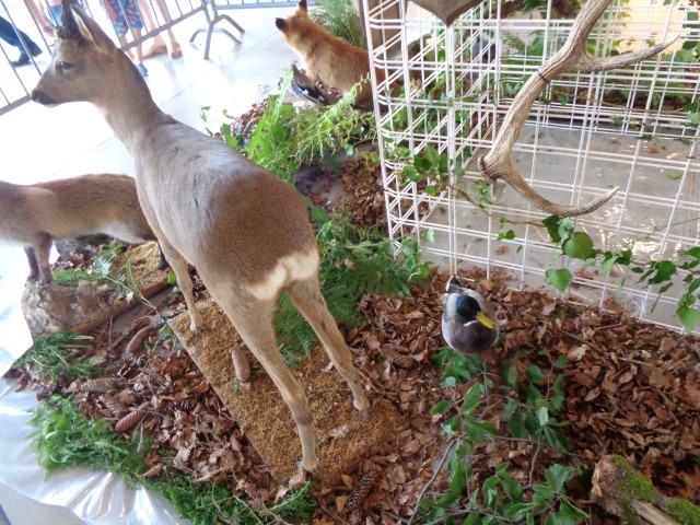 5 La chasse et la nature (24) (Small)