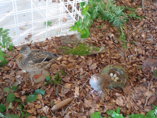 5 La chasse et la nature (26) (Small)