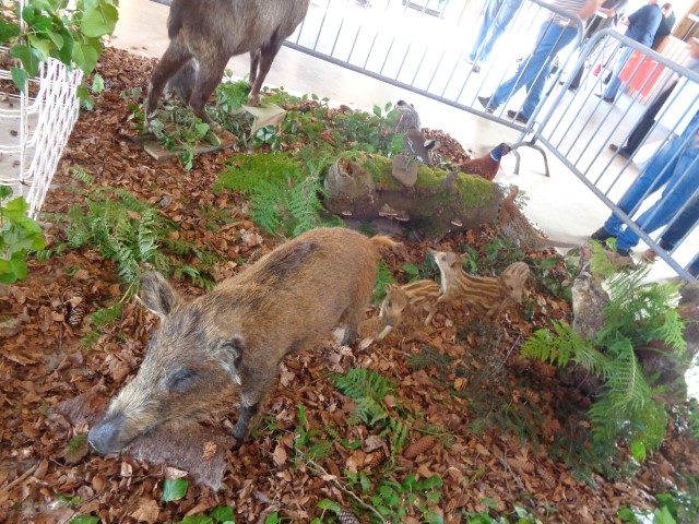 5 La chasse et la nature (27) (Small)