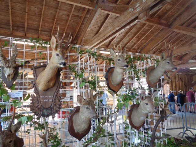 5 La chasse et la nature (30) (Small)