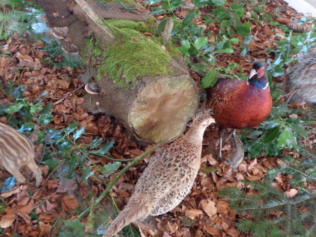 5 La chasse et la nature (32) (Small)