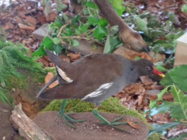 5 La chasse et la nature (34) (Small)