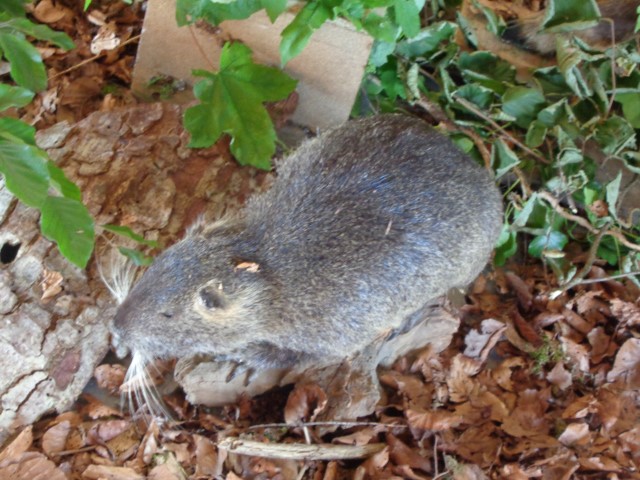 5 La chasse et la nature (35) (Small)