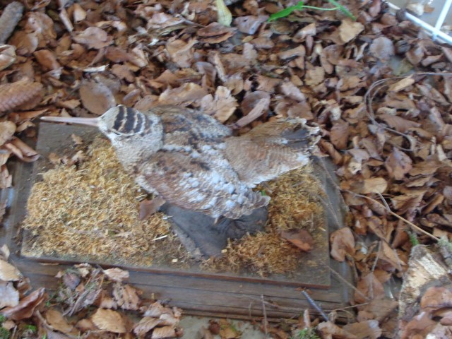 5 La chasse et la nature (36) (Small)