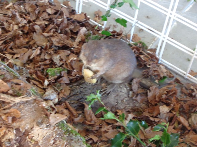 5 La chasse et la nature (37) (Small)