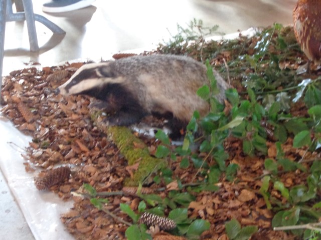 5 La chasse et la nature (38) (Small)