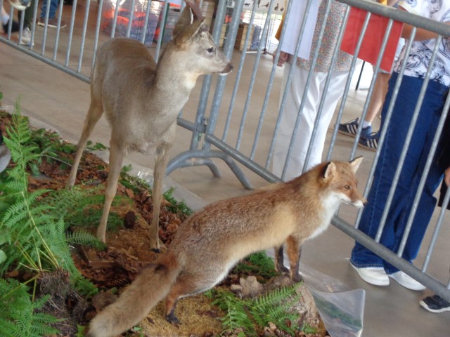 5 La chasse et la nature (49) (Small)