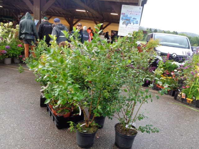 6 Marche d ete bluet plantes miel escargot (16) (Small)