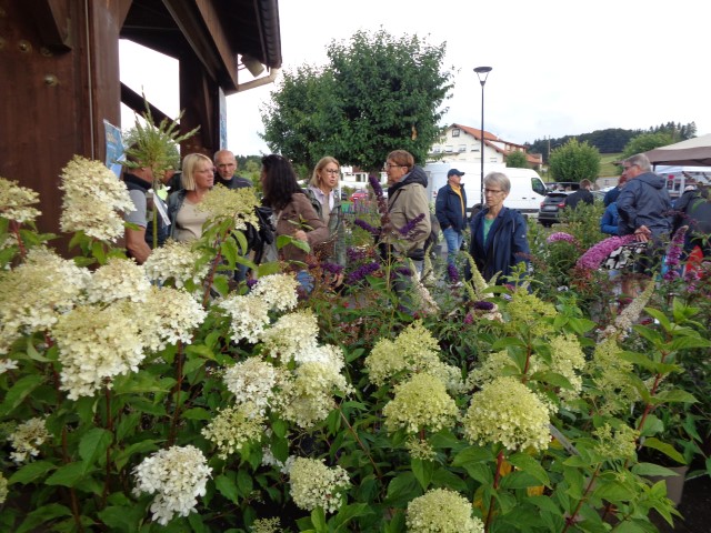 6 Marche d ete bluet plantes miel escargot (40) (Small)