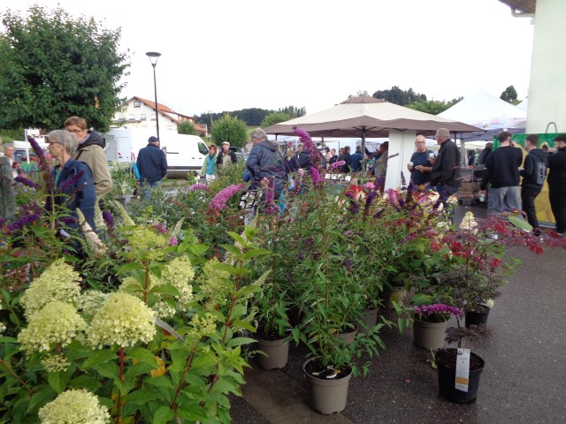 6 Marche d ete bluet plantes miel escargot (41) (Small)