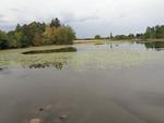 A l Etang de corfaing tout est prêt pour que la littorelle connaisse des jours heureux lorsque le niveau de l'eau remontera (5) 