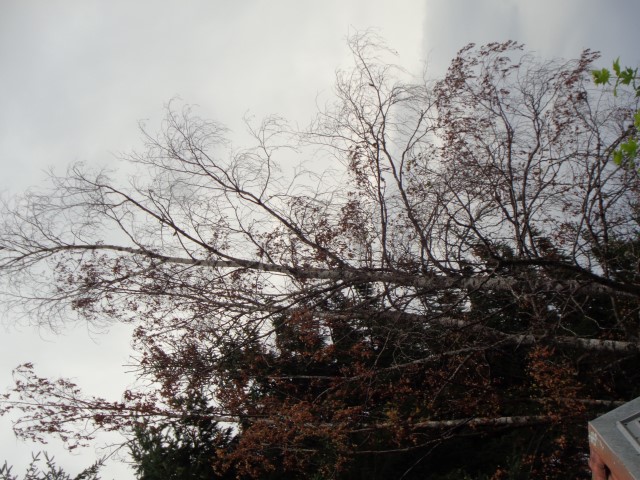Ici les arbres ont déjà perdu leur feuilles (1) (Small)