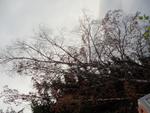Ici les arbres ont déjà perdu leur feuilles (1) (Small)