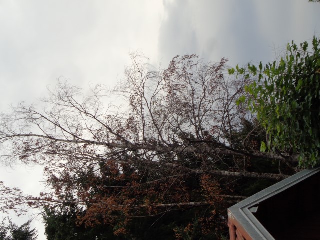Ici les arbres ont déjà perdu leur feuilles (2) (Small)