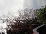 Ici les arbres ont déjà perdu leur feuilles (2) (Small)