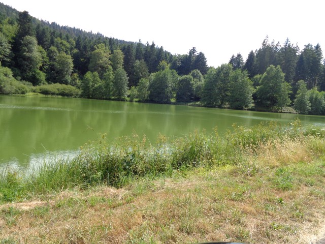 L'eau de l'étang d'Hérival est devenue toute verte  présence d'algues microscopiques (2) (Small)