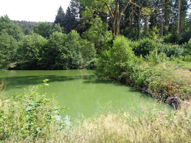 L'eau de l'étang d'Hérival est devenue toute verte  présence d'algues microscopiques (4) (Small)