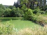L'eau de l'étang d'Hérival est devenue toute verte  présence d'algues microscopiques (4) (Small)