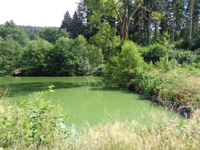 L'eau de l'étang d'Hérival est devenue toute verte  présence d'algues microscopiques (5) (Small)