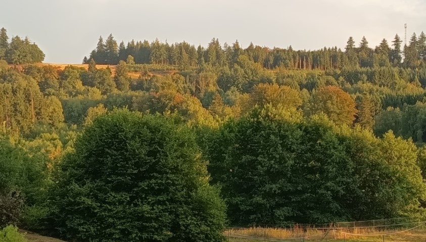 Les arbres commencent par jaunir (1) (Small)