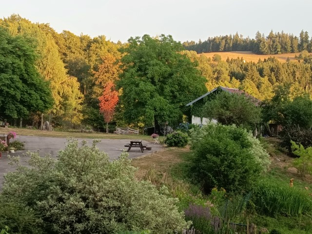Les arbres commencent par jaunir (2) (Small)