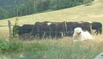 Les moutons se massent et se mettent à l'ombre (2) (Small)