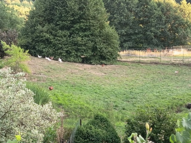 Quelques canards sortent de la mare où ils ont pris leur bain du soir (Small)