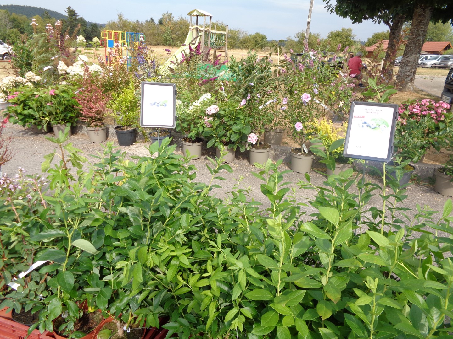6 Miel plantes bluets et escargots (2) (Large)