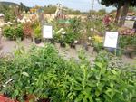 6 Miel plantes bluets et escargots (2) (Large)