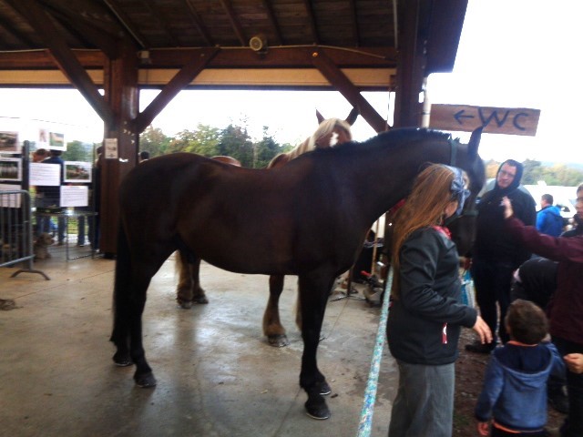 9 Autour du cheval (10) (Small)