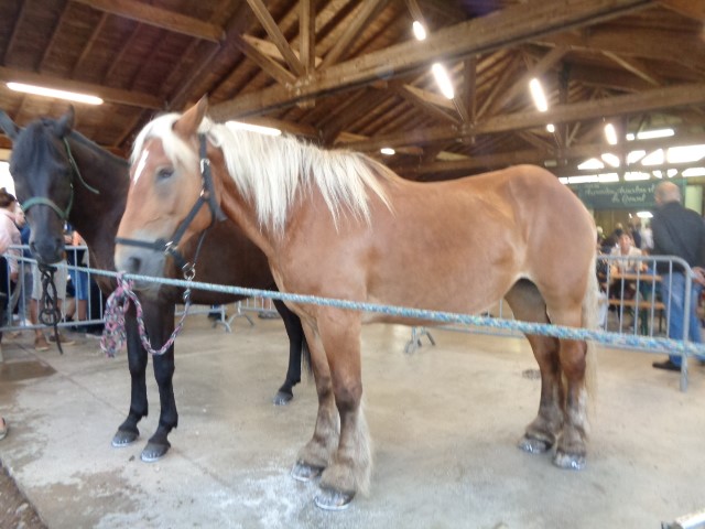 9 Autour du cheval (11) (Small)