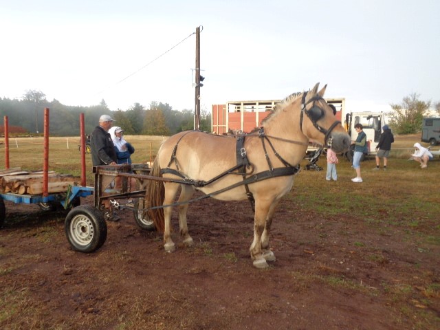 9 Autour du cheval (22) (Small)