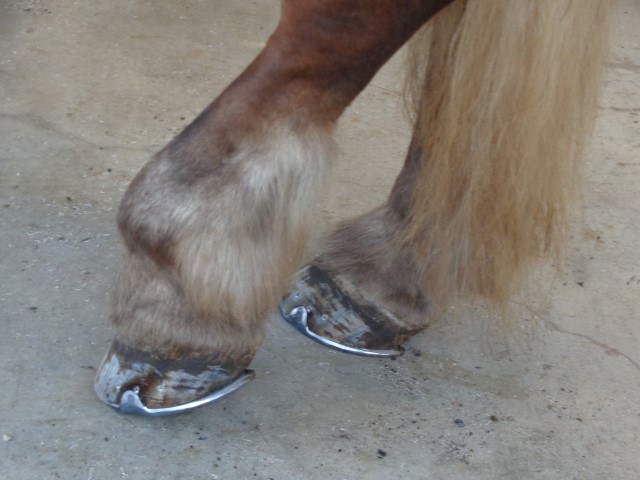 9 Autour du cheval (29) (Small)
