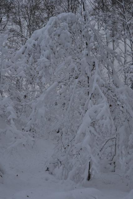neige 2015 030 (Small)