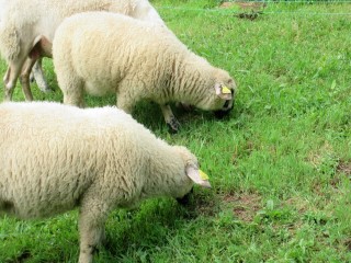 rencontre tricot